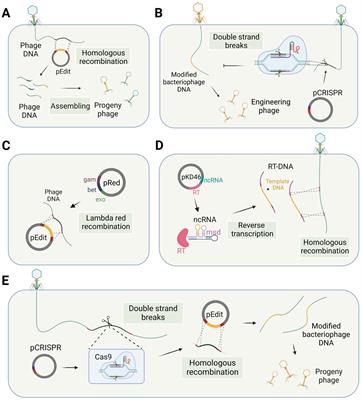 Frontiers | Engineering Bacteriophages For Enhanced Host Range And ...